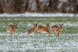 European Hare - Haas - Lepus europaeus