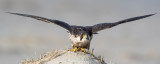Peregrine - Slechtvalk - Falco peregrinus