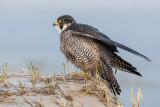 Peregrine - Slechtvalk - Falco peregrinus