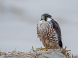 Peregrine - Slechtvalk - Falco peregrinus