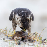 Peregrine - Slechtvalk - Falco peregrinus
