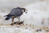 Peregrine - Slechtvalk - Falco peregrinus