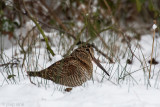 Eurasian Woodcock - Houtsnip - Scolopax rusticola