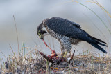 Peregrine - Slechtvalk - Falco peregrinus