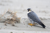 Peregrine - Slechtvalk - Falco peregrinus