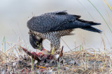 Peregrine - Slechtvalk - Falco peregrinus