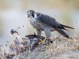 Peregrine - Slechtvalk - Falco peregrinus