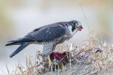 Peregrine - Slechtvalk - Falco peregrinus