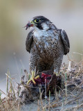 Peregrine - Slechtvalk - Falco peregrinus