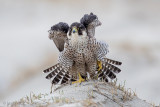 Peregrine - Slechtvalk - Falco peregrinus