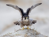 Peregrine - Slechtvalk - Falco peregrinus