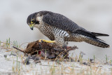 Peregrine - Slechtvalk - Falco peregrinus