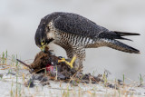 Peregrine - Slechtvalk - Falco peregrinus