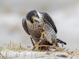 Peregrine - Slechtvalk - Falco peregrinus