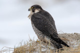 Peregrine - Slechtvalk - Falco peregrinus