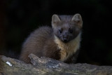 European Pine Marten - Boommarter - Martes martes