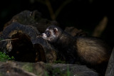 European Polecat - Bunzing - Mustela putorius