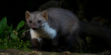 Beech Marten - Steenmarter - Martes foina