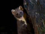 European Pine Marten - Boommarter - Martes martes
