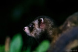 European Polecat - Bunzing - Mustela putorius