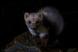 Beech Marten - Steenmarter - Martes foina