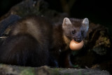 European Pine Marten - Boommarter - Martes martes