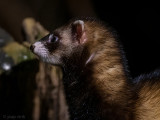 European Polecat - Bunzing - Mustela putorius