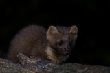 European Pine Marten - Boommarter - Martes martes