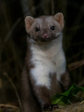 Beech Marten - Steenmarter - Martes foina