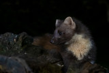 European Pine Marten - Boommarter - Martes martes