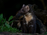 European Pine Marten - Boommarter - Martes martes