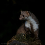 Beech Marten - Steenmarter - Martes foina