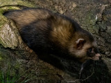 European Polecat - Bunzing - Mustela putorius