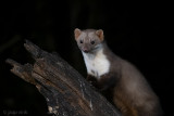 Beech Marten - Steenmarter - Martes foina