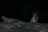Wood Mouse - Bosmuis -  Apodemus sylvaticus