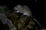 Brown Rat - Bruine Rat - Rattus norvegicus
