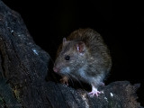 Brown Rat - Bruine Rat - Rattus norvegicus