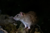 Brown Rat - Bruine Rat - Rattus norvegicus