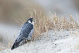 Peregrine - Slechtvalk - Falco peregrinus