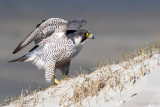 Peregrine - Slechtvalk - Falco peregrinus