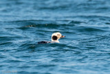 Long-tailed Duck - IJseend - Clangula hyemalis