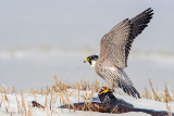 Peregrine - Slechtvalk - Falco peregrinus