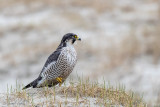 Peregrine - Slechtvalk - Falco peregrinus