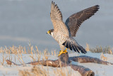 Peregrine - Slechtvalk - Falco peregrinus