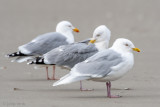 Iceland Gull - Kleine Burgemeester - Larus glaucoides