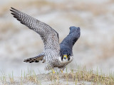 Peregrine - Slechtvalk - Falco peregrinus