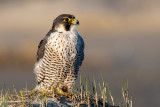 Peregrine - Slechtvalk - Falco peregrinus