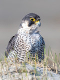 Peregrine - Slechtvalk - Falco peregrinus