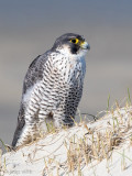 Peregrine - Slechtvalk - Falco peregrinus