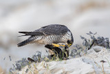 Peregrine - Slechtvalk - Falco peregrinus